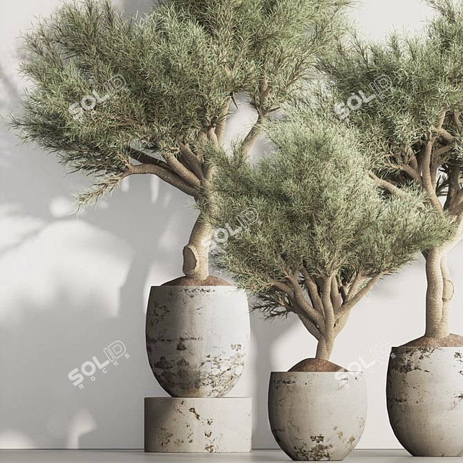 Olive Tree Indoor Plant Set 3D model image 3