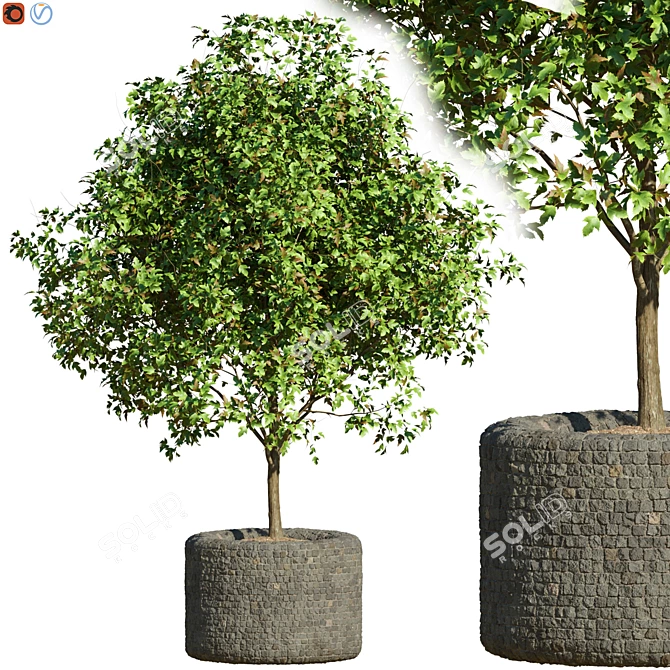 Field Maple Outdoor Tree 3D model image 1