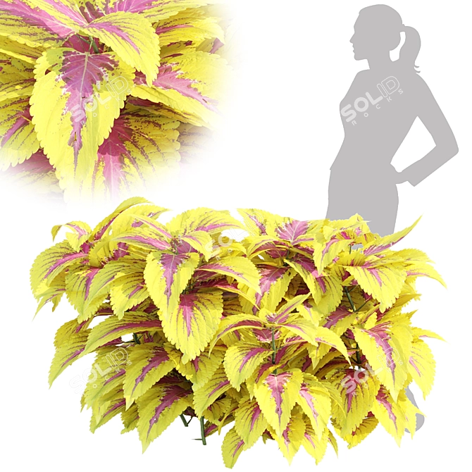 Painted Nettle Plants 3D Model 3D model image 1