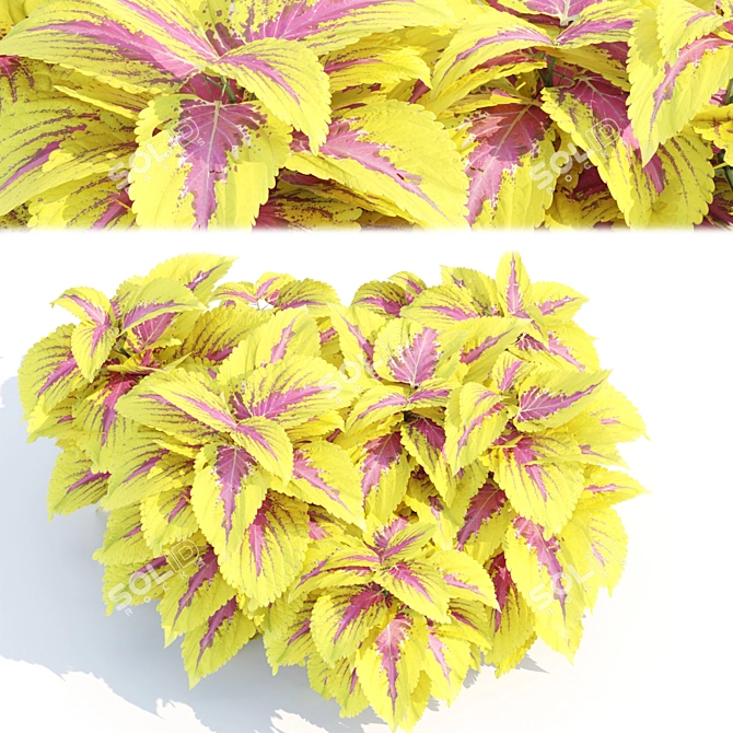 Painted Nettle Plants 3D Model 3D model image 2