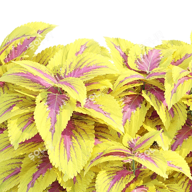 Painted Nettle Plants 3D Model 3D model image 4