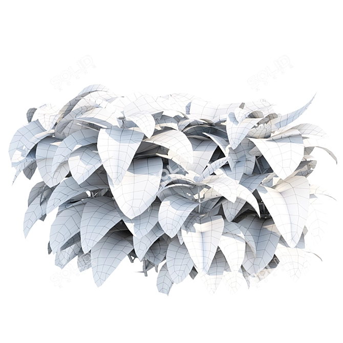 Painted Nettle Plants 3D Model 3D model image 5