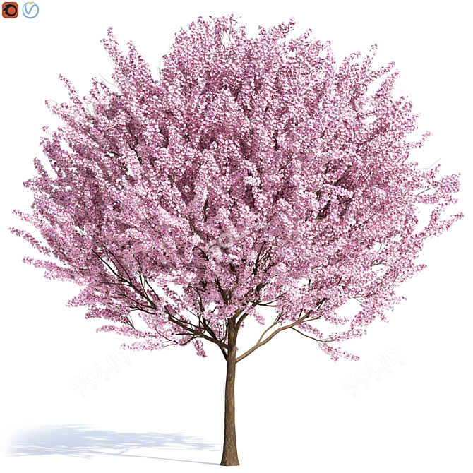 Russian ORNAMENTAL PLUM Tree 3D model image 1