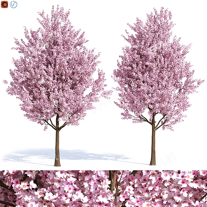 Elegant Plum Tree 2 3D model image 1