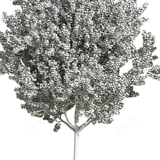 Elegant Plum Tree 2 3D model image 2