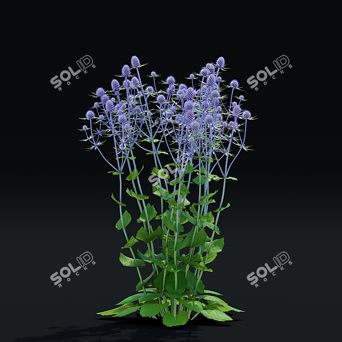 Flat-Leaved Sea Holly Set | 3D Models 3D model image 5