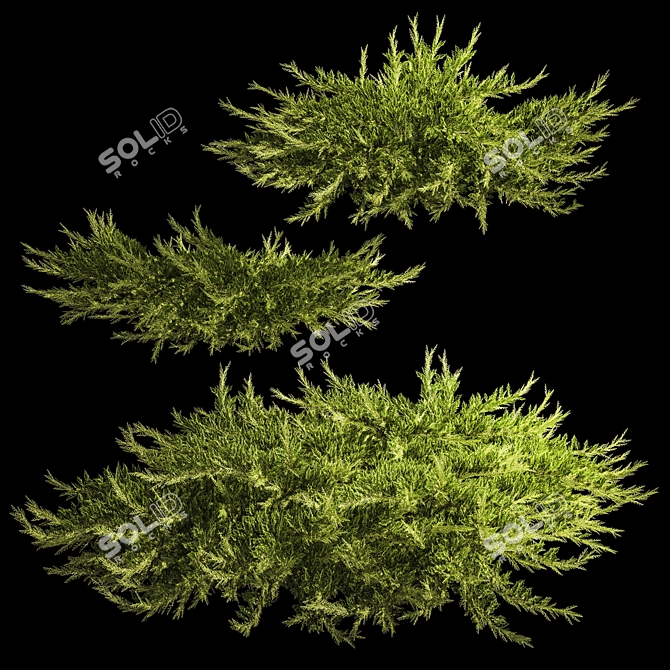 Juniper Collection for Landscape Design 3D model image 1