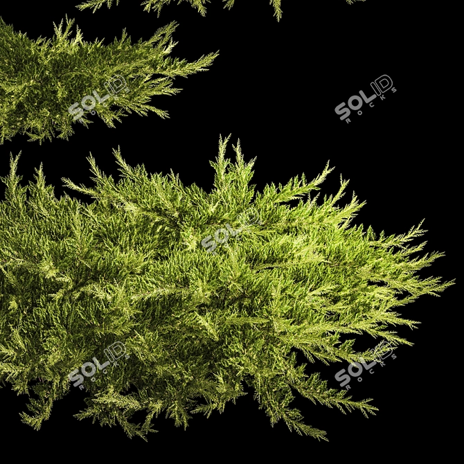 Juniper Collection for Landscape Design 3D model image 3