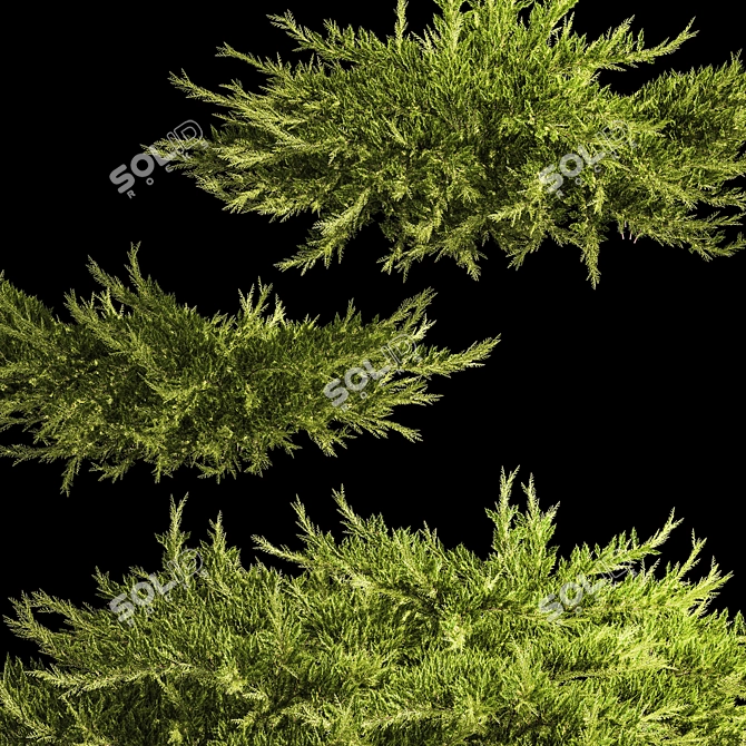 Juniper Collection for Landscape Design 3D model image 4