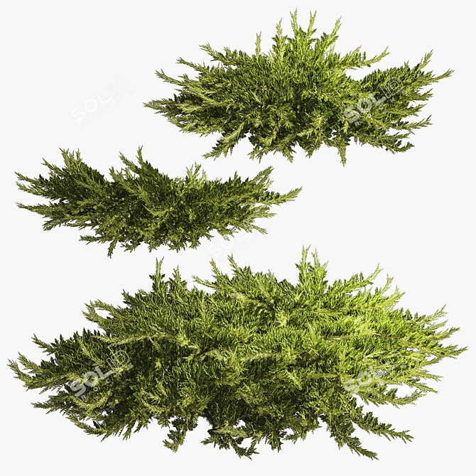 Juniper Collection for Landscape Design 3D model image 5