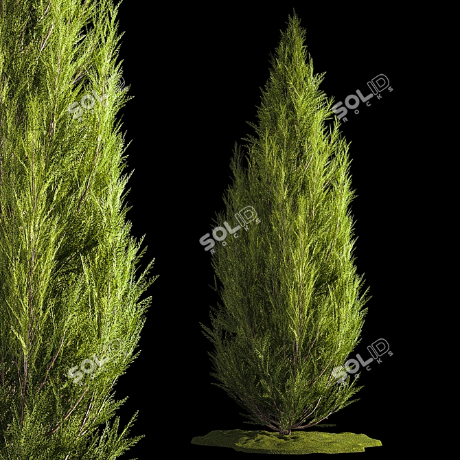 Evergreen Shrub Selection Set 3D model image 1