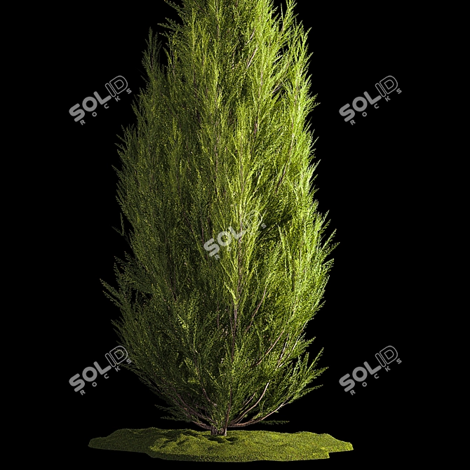 Evergreen Shrub Selection Set 3D model image 2