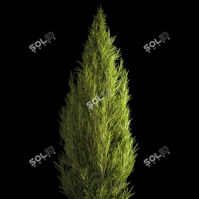 Evergreen Shrub Selection Set 3D model image 3