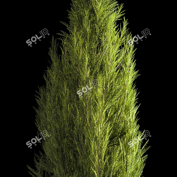 Evergreen Shrub Selection Set 3D model image 4