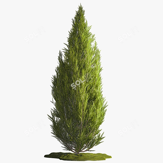 Evergreen Shrub Selection Set 3D model image 5