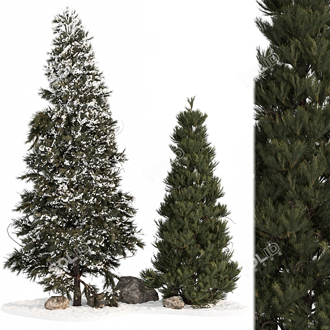 Premium Pine Tree 3D Model 3D model image 1