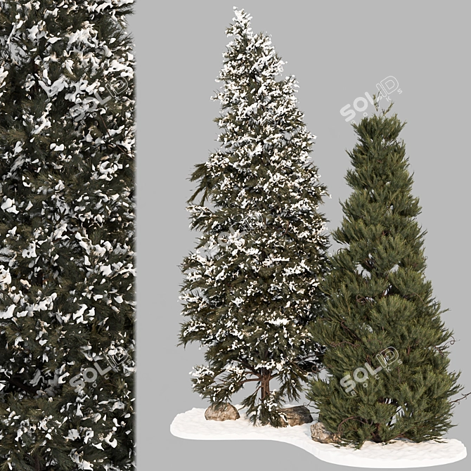 Premium Pine Tree 3D Model 3D model image 2