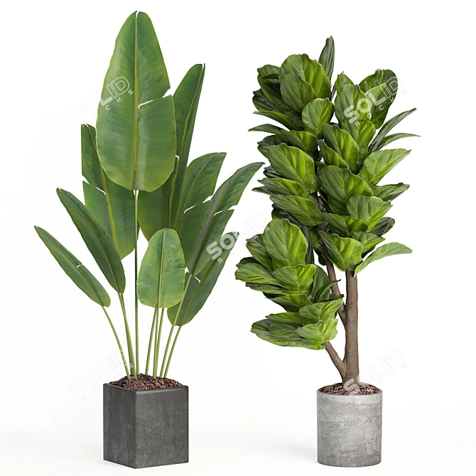 Modern Indoor Plant Collection Set 3D model image 3