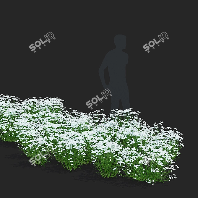 Achillea Ptarmica Flower Collection 3D model image 3