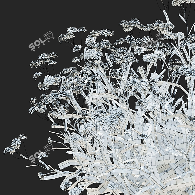 Achillea Ptarmica Flower Collection 3D model image 5