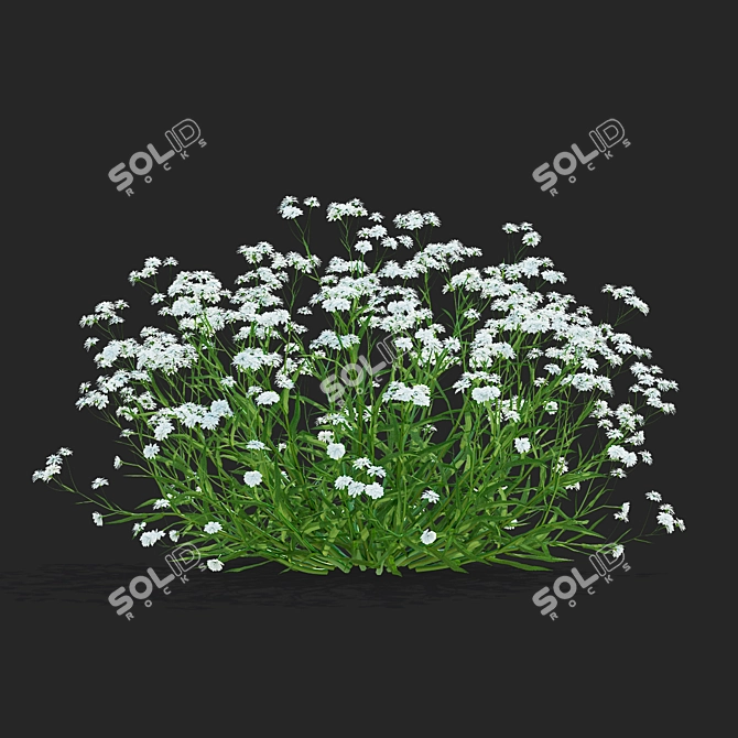 Achillea Ptarmica Flower Collection 3D model image 7