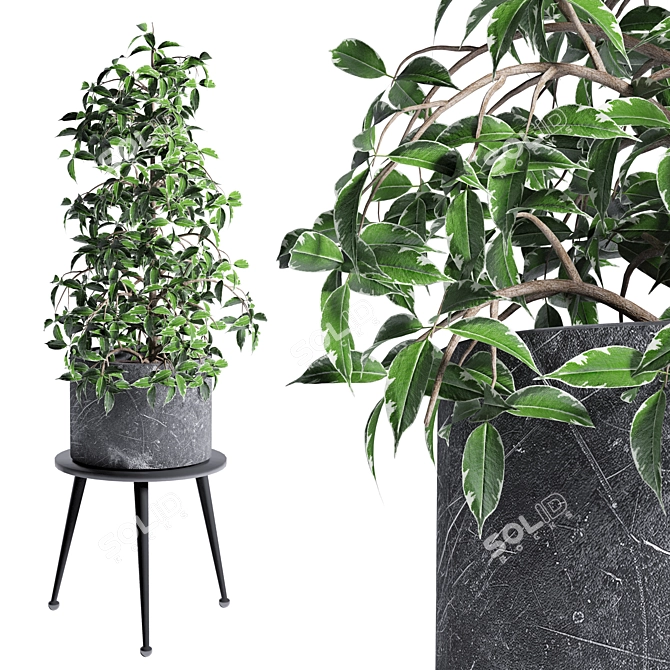 Botanical Beauty Indoor Plant Model 3D model image 1