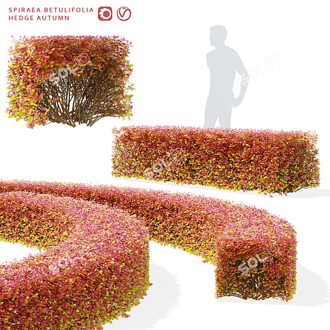 Autumn Spiraea Betulifolia Hedge 3D model image 1