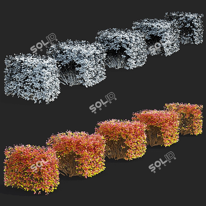 Autumn Spiraea Betulifolia Hedge 3D model image 2