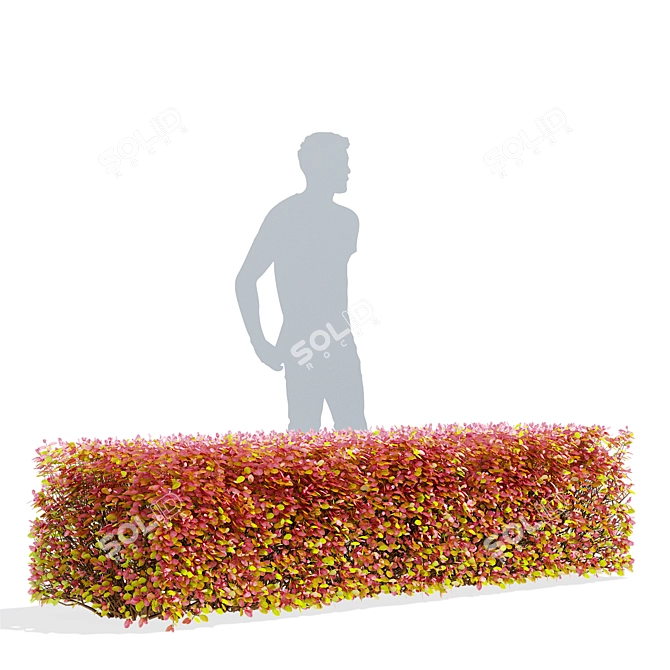 Autumn Spiraea Betulifolia Hedge 3D model image 3