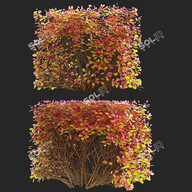 Autumn Spiraea Betulifolia Hedge 3D model image 5