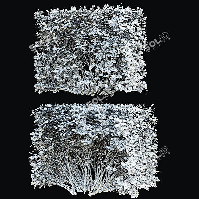 Autumn Spiraea Betulifolia Hedge 3D model image 6