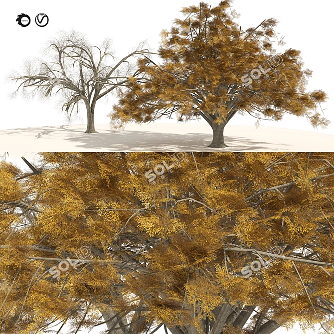 American Elm Trees 3D Model 3D model image 1