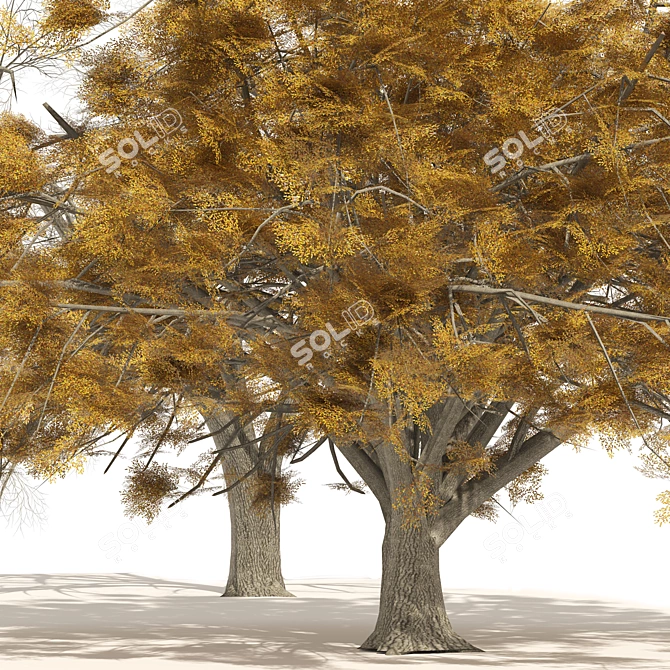American Elm Trees 3D Model 3D model image 2