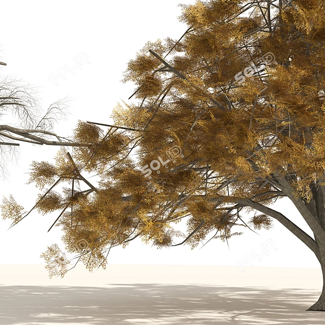 American Elm Trees 3D Model 3D model image 4