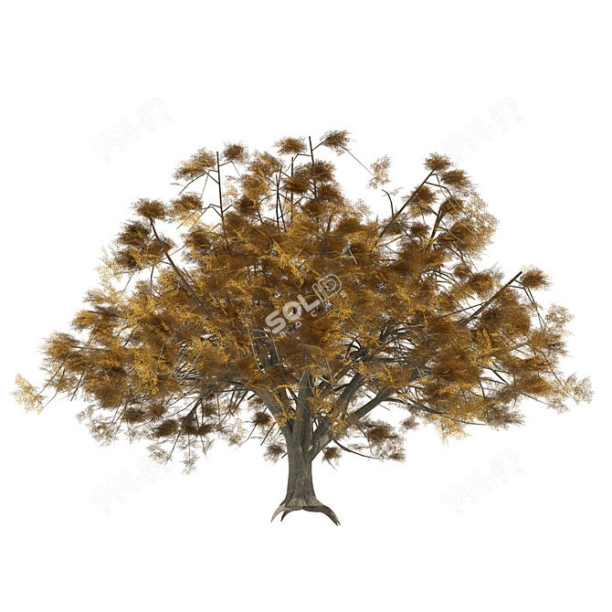 American Elm Trees 3D Model 3D model image 6
