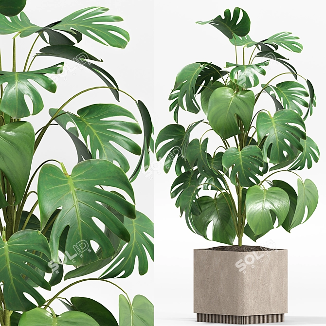 Lush Green Indoor Plants Set 3D model image 2