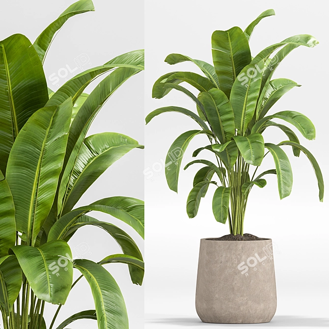 Lush Green Indoor Plants Set 3D model image 3