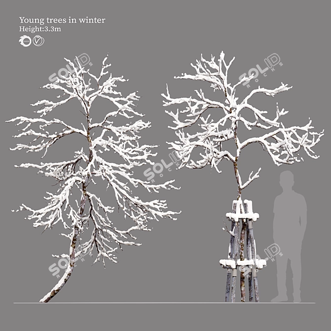 Frosty Winter Young Trees 3D model image 1