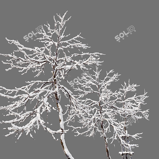 Frosty Winter Young Trees 3D model image 5