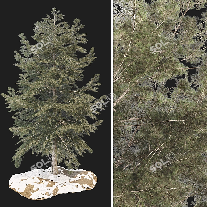 Winter Spring Tree 3D Model 3D model image 2