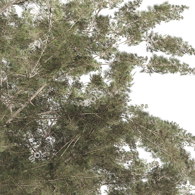 Winter Spring Tree 3D Model 3D model image 3