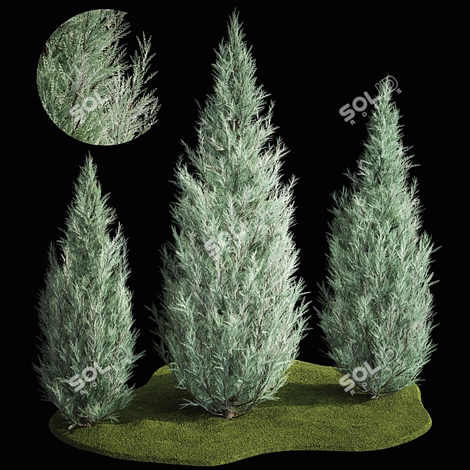 Cypress & Blue Thuja Garden Collection 3D model image 1