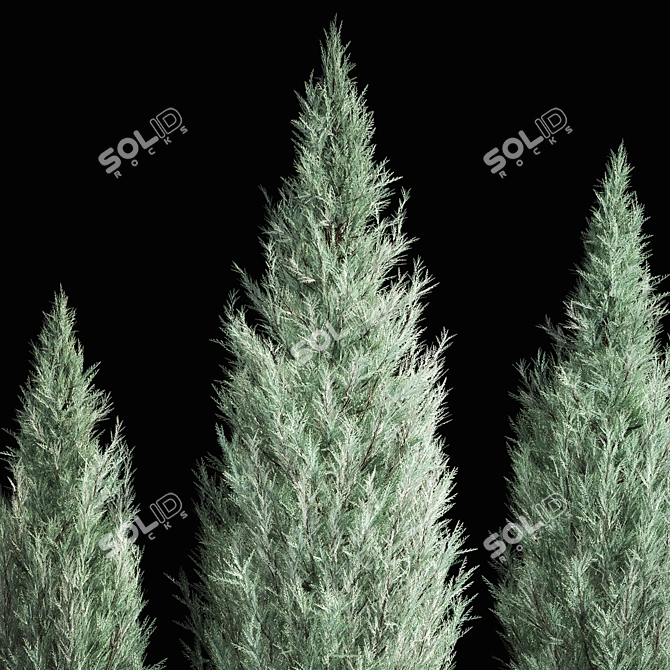 Cypress & Blue Thuja Garden Collection 3D model image 2