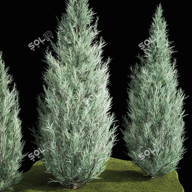 Cypress & Blue Thuja Garden Collection 3D model image 3