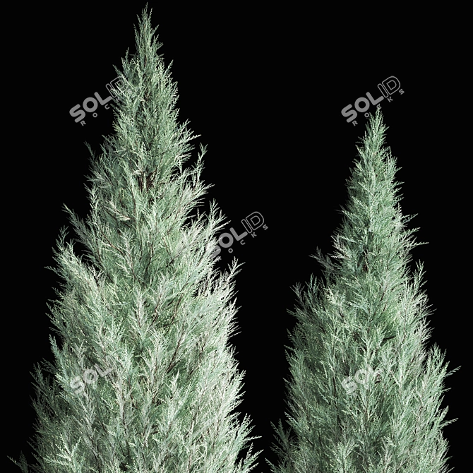 Cypress & Blue Thuja Garden Collection 3D model image 4