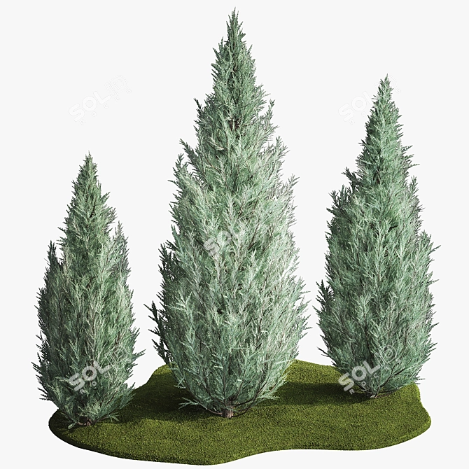 Cypress & Blue Thuja Garden Collection 3D model image 5