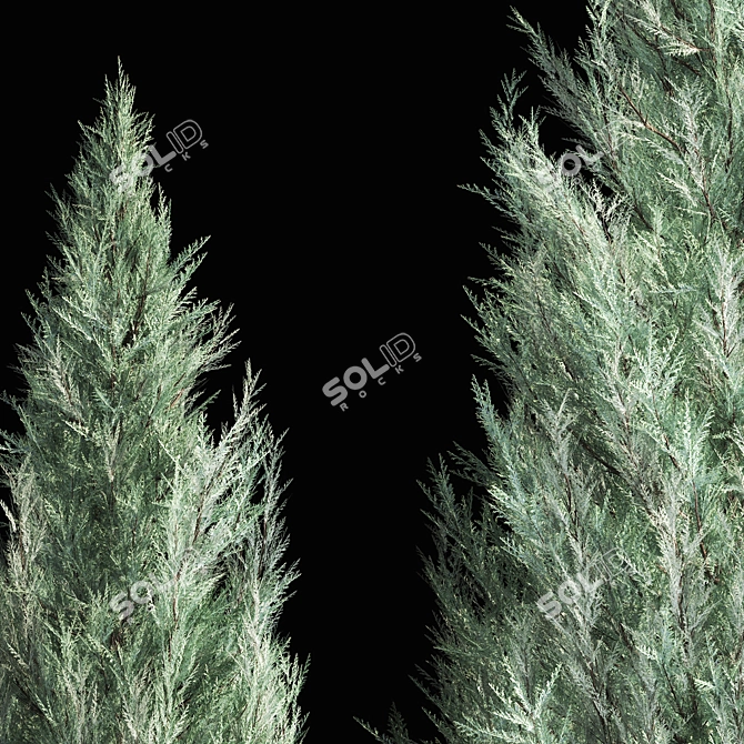 Cypress & Blue Thuja Garden Collection 3D model image 6