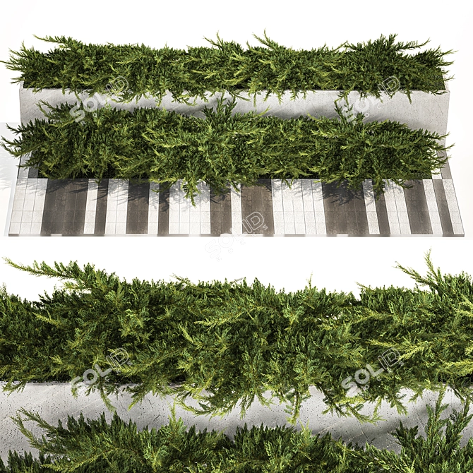 Urban Greenery Collection: Juniper & Cypress 3D model image 1