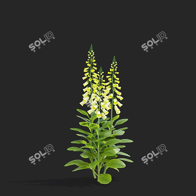 Lemoncello Digitalis Flower Collection 3D model image 3