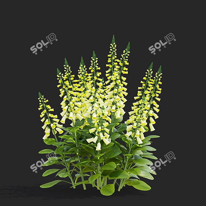Lemoncello Digitalis Flower Collection 3D model image 4